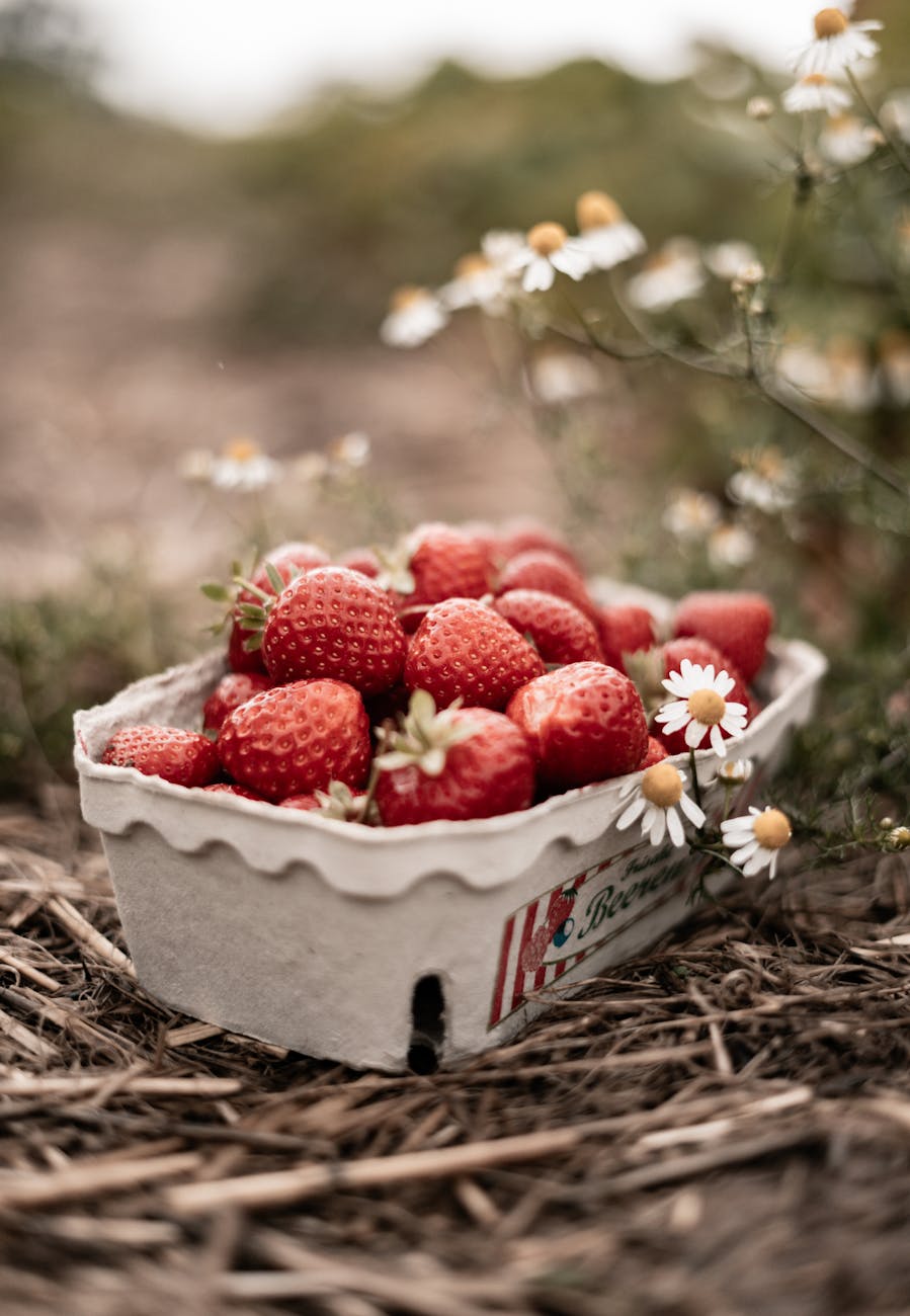 Erdbeeren in einer Schale und Kamille